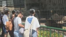 徳山動物園に新しい仲間！ライオンの「リント」を一般公開