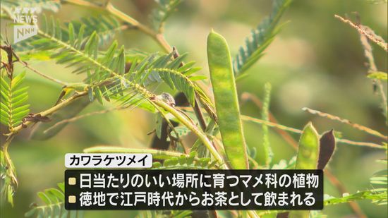 徳地産「カワラケツメイ」で特産品開発 プロジェクト始動