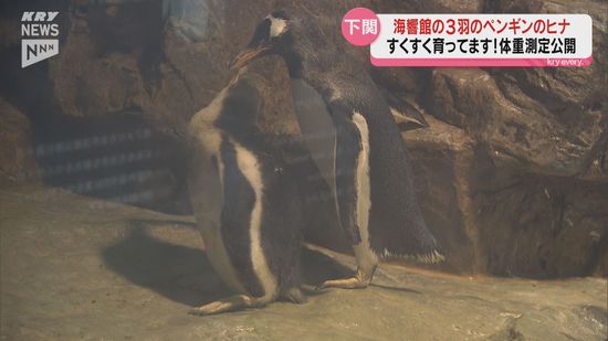 ペンギンのヒナの体重測定 下関市の海響館に3年ぶりに誕生