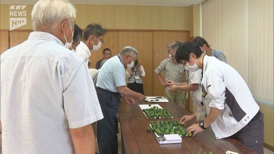 山口県のオリジナル柑橘・長門ゆずきち　シャーベットでもどうぞ