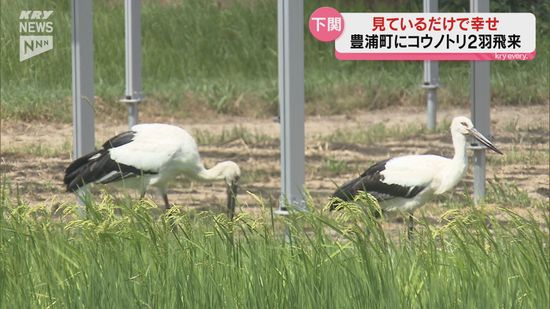 下関・豊浦町に幸せを呼ぶコウノトリ２羽が飛来～地元の人たちを幸せな気持ちに！