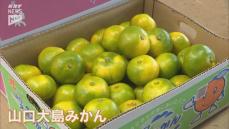 ことしも美味しくできました！「山口大島みかん」の出荷はじまる