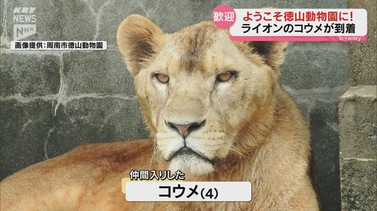 徳山動物園にメスライオンがやってきた！名前は「コウメ」　無事運び込まれました