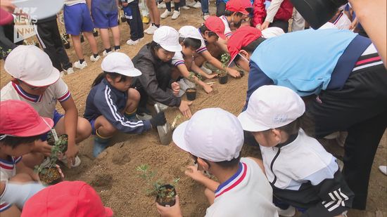 ことし光市の天然記念物に指定　ニジガハマギクを小学生たちが植え付け