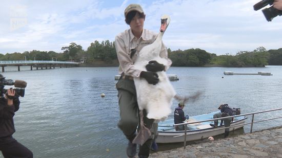 ときわ公園のハクチョウを屋内施設に…高病原性鳥インフルエンザを警戒　来年春にまた湖へ