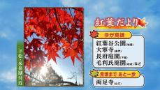 【山口天気 夕刊11/22】各地で紅葉は見頃に! 週末は日中も12月並みの気温 紅葉狩りは暖かい冬の装いで