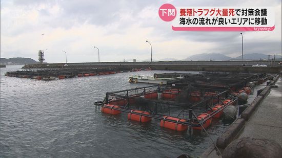 マイワシの大群が酸素を消費し…養殖トラフグ大量死受け対策会議 生けすを流れの良い場所に移動