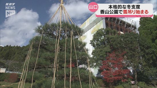 本格的な冬支度 山口・香山公園で冬の風物詩・雪吊りの設置作業