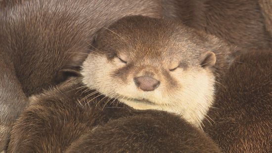 寝起きはバッチリ！コツメカワウソ一家のランチタイムは？～山口・徳山動物園～