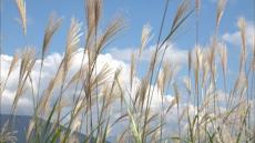 岡山に秋の便り「ススキの開花」を発表…でも花ってどこのこと？　岡山・香川の紅葉見頃予想も