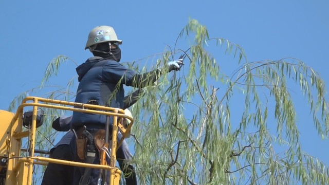 「今年は台風も来て…」倉敷美観地区で柳の剪定　景観保ち風通し良く　岡山