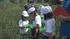 小学生が小豆島産のゴマの収穫を体験　ごま油を作る工場の見学も　香川