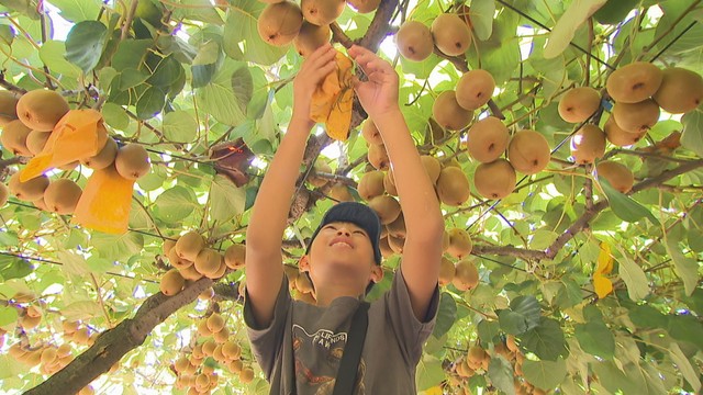 香川県オリジナルのキウイフルーツ「さぬきゴールド」の収穫を小学生らが体験　善通寺市