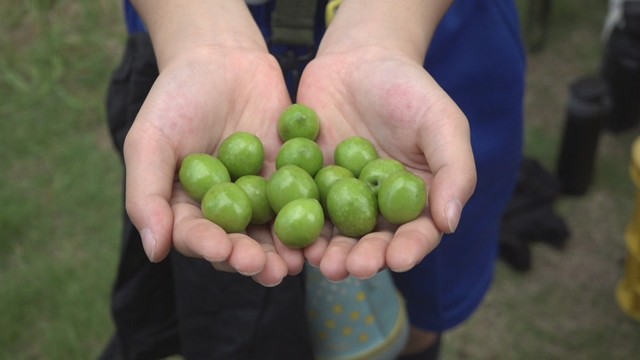 小豆島の小学生がオリーブの収穫体験　加工後、学校給食に「育てている人にありがとう」香川