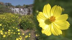 秋の花コスモスがまんのう町の国営公園で見頃も…イノシシ被害で例年より5万本減　香川