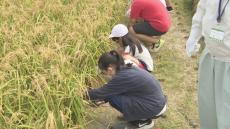 収穫の秋　小学生が岡山後楽園で稲刈り　6月に自分たちで田植え「こんなに育ったんだ」