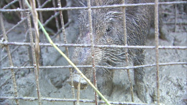 イノシシを杖で追い払おうとした85歳の女性　突かれたり噛まれたりして負傷　香川・三豊市