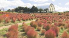 秋の訪れ　まんのう公園で約6000株のコキアが赤く色付く　香川