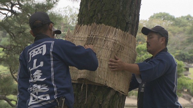 後楽園で秋の風物詩「松のこも巻き」　伝統的な害虫駆除　岡山市