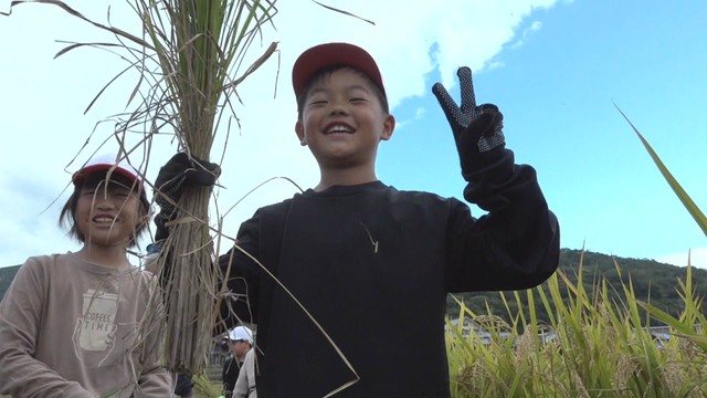 田植えから４か月　小学生が育った稲を収穫　香川・小豆島