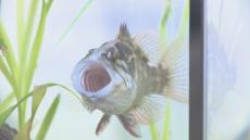 岡山県の淡水魚を集めた企画展　絶滅危惧Ⅱ類のオヤニラミなど約30種類