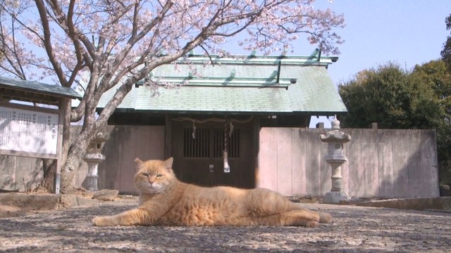 猫や人が「共生」する知恵とは？　牛窓の自然のサイクルを映した観察映画　岡山・瀬戸内市