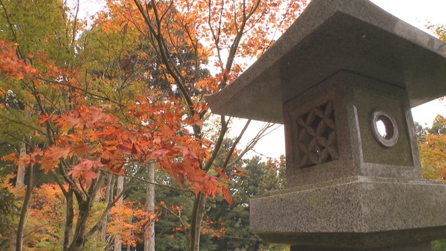 紅葉が進む雲辺寺で11月1日からライトアップイベント　秋を感じられる限定御朱印も　香川