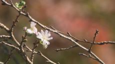 花の山寺で秋に咲く桜と紅葉を同時に楽しめるイベント　日替わりの飲食店も　岡山・真庭市