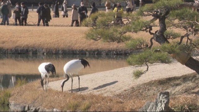 岡山後楽園　12月7日のタンチョウ園内散策を中止　香川・三豊市の鳥インフルエンザ発生を受け