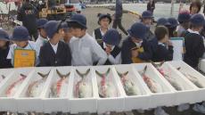 ハマチ養殖発祥の地・東かがわ市引田で「ひけた鰤」の出荷始まる　香川