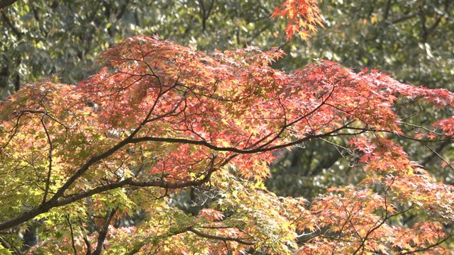 四国霊場88番札所・大窪寺の紅葉色づき始める　来週中ごろから見頃か　香川・さぬき市