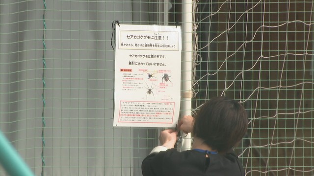 中心市街地の小学校でセアカゴケグモ見つかる　児童らに被害なし　香川・高松市