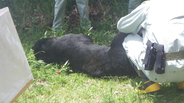 岡山県がツキノワグマの狩猟自粛を要請　捕獲数の上限を超える