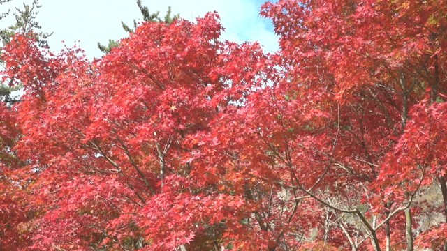 日本三大渓谷美　小豆島の寒霞渓で紅葉が見頃　12月上旬まで　香川