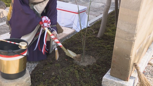 菊池寛の代表作「父帰る」に登場…「浄願寺の椋の木」復活へ植樹　高松市