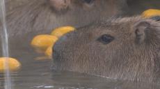 冬至を前にカピバラにゆず湯をプレゼント　かわいい姿に癒やされて　岡山市・池田動物園