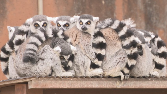 しろとり動物園でちょっと珍しいサル団子　暖かい小屋には入らず温めあうワオキツネザル…飼育員「理由はわからない」　東かがわ市