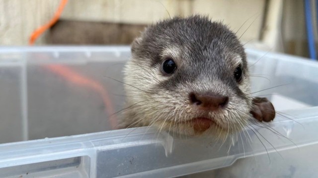 コツメカワウソの赤ちゃん　新屋島水族館で一般公開　高松市