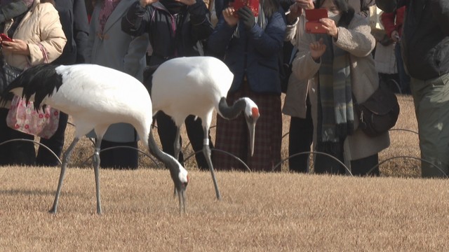 タンチョウが園内散策　正月の空を優雅に舞う　岡山後楽園