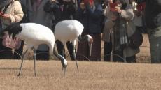 タンチョウが園内散策　正月の空を優雅に舞う　岡山後楽園