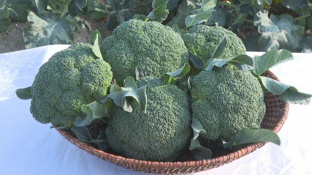 冬野菜の価格高騰続く中…香川県でブロッコリーの収穫進む　2月には価格下がる見込み