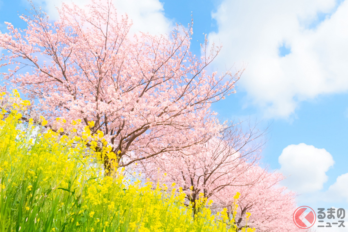 桜が開花！ 走りながら「お花見」可能!? 高速道路で「日本の春」実感！ 沿線の木々はいつからはじまった？