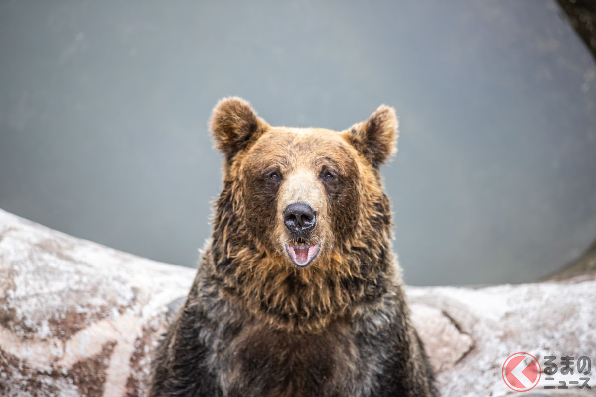 「クマだ…」なぜ最近“クマ出没”多い？ 車で遭遇したら「バックはダメ」はウソ!? 生態に詳しい担当者に“正しい対処法”を聞いた