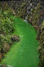 奈良・竜田川、蛍光グリーンに　広範囲で変色、発色剤の成分検出