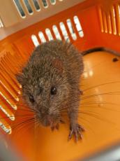 奄美の希少ネズミ保護を　市街地で出没増、環境省