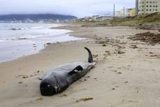 北海道・函館にクジラ漂着　体長4.8メートル、自然死か