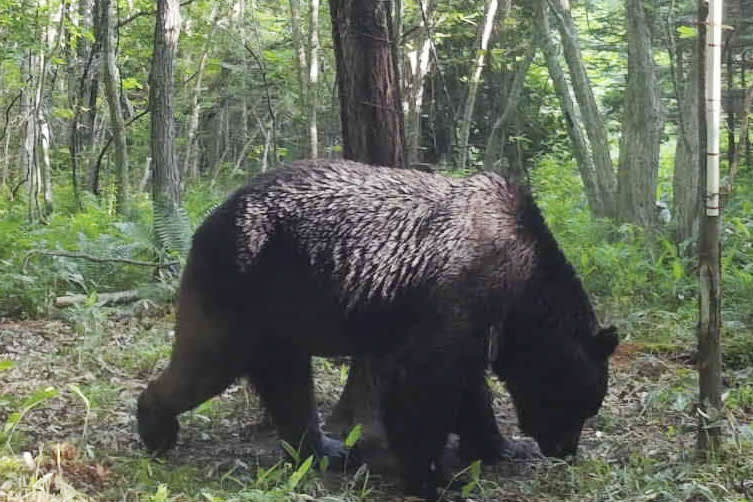 ヒグマ「OSO18」を駆除　北海道東部で牛連続襲撃