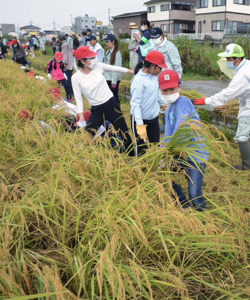 「奇跡の復興米」大阪で稲刈り　津波被災の岩手・大槌町がルーツ