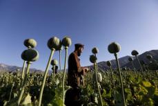 アフガン製アヘン95％減　国連、タリバン麻薬禁止で