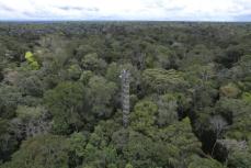 ブラジル熱帯林の消失が2割減　18年以来、1万平方キロ下回る